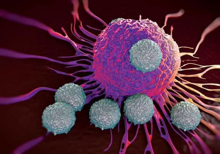 t cells