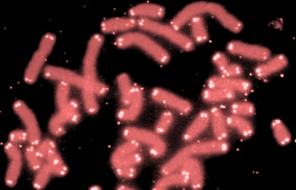 telomeres