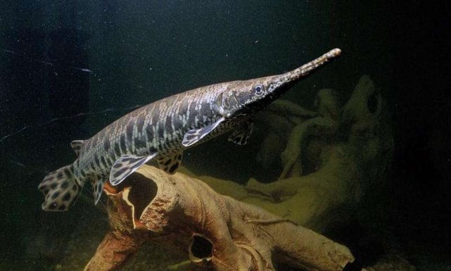 spotted gar