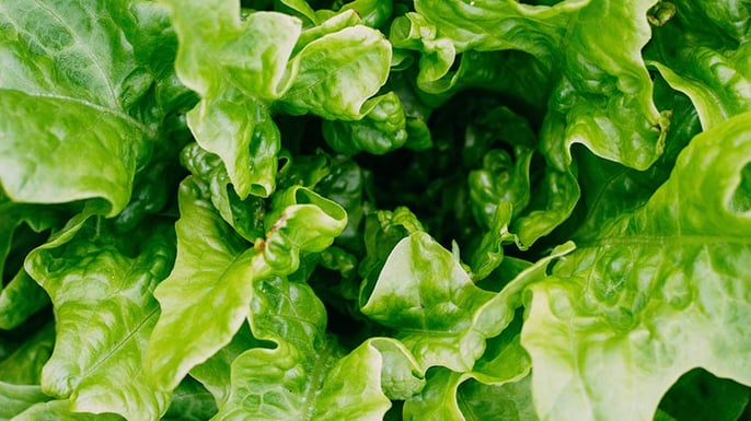 Lettuce