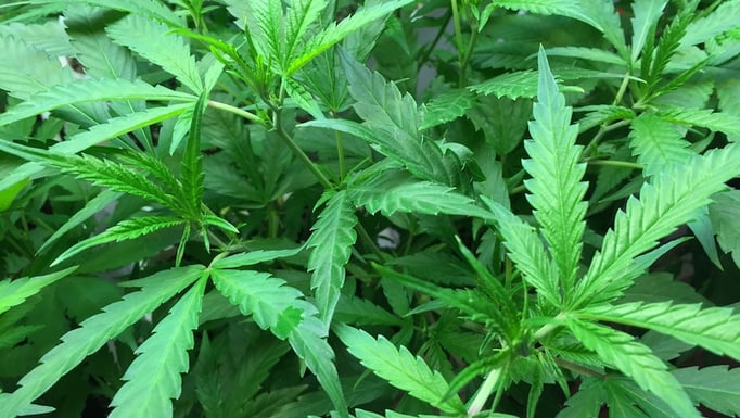 Marijuana