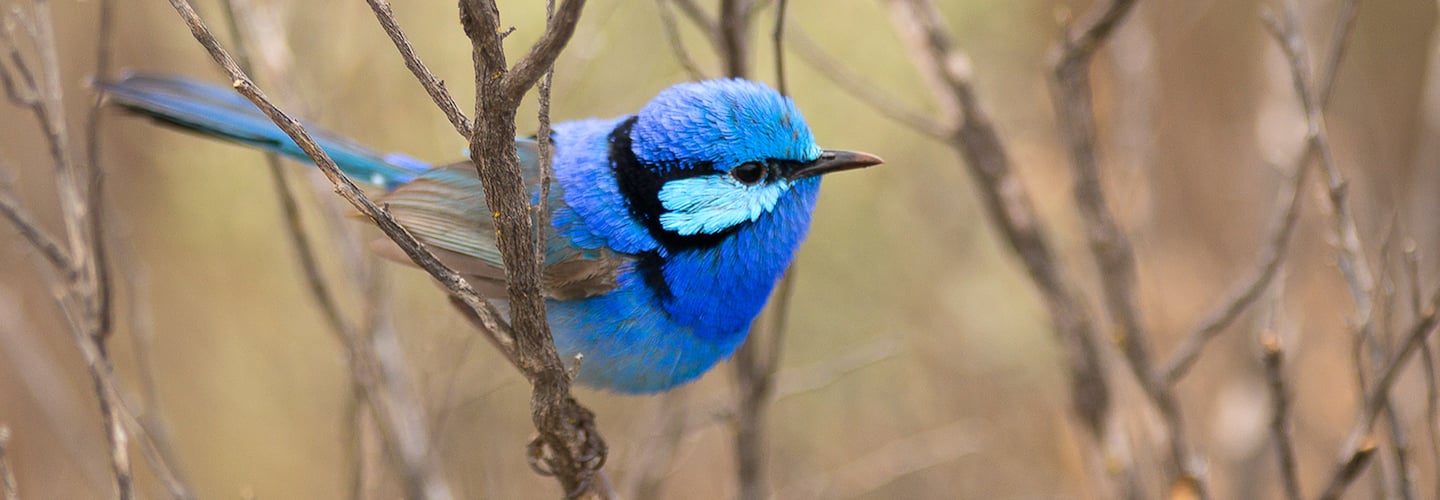 Splendid fairy-wren