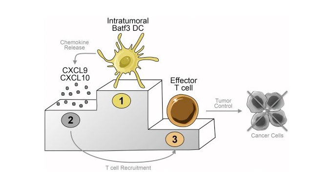 tumors create their own roadblocks