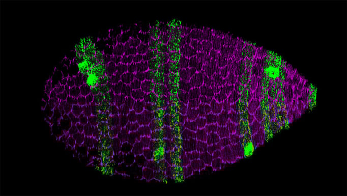 Drosophila egg chamber