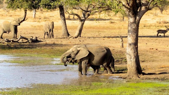 Elephants