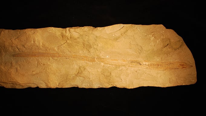 Hagfish fossil