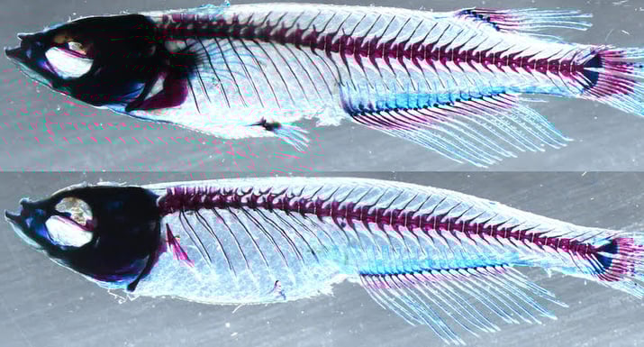 Medaka fish