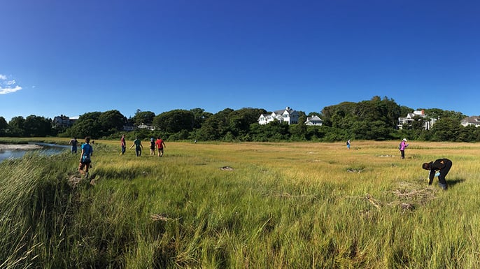 Microbiome field sampling