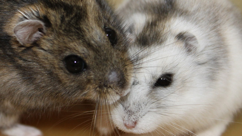 Hamsters in medical research