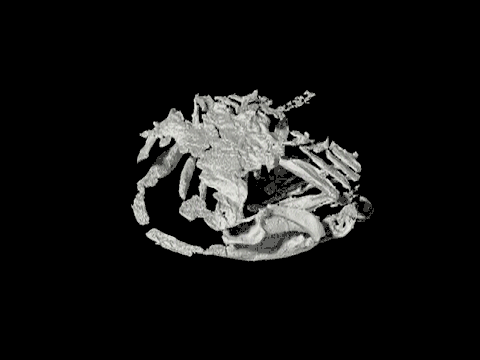 3D view of Gladbachus