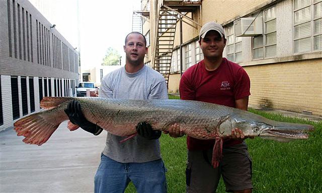 Fishermen holding an alligator gar