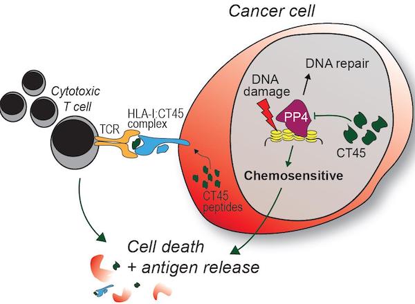 Cancer cell CT45