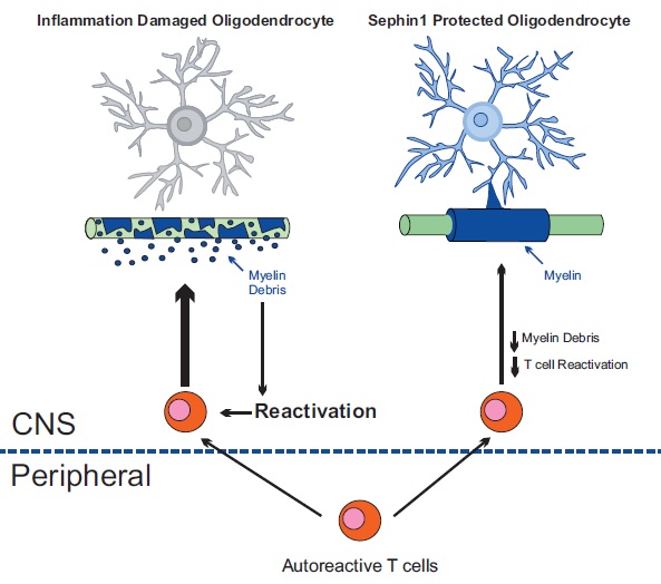CNS abstract