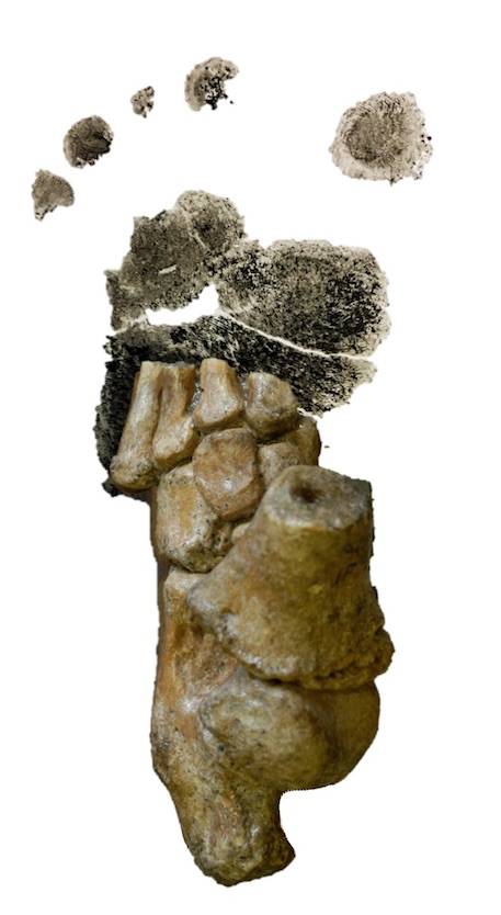 Dikika footprint