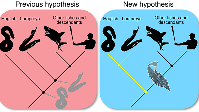 Vertebrate family tree