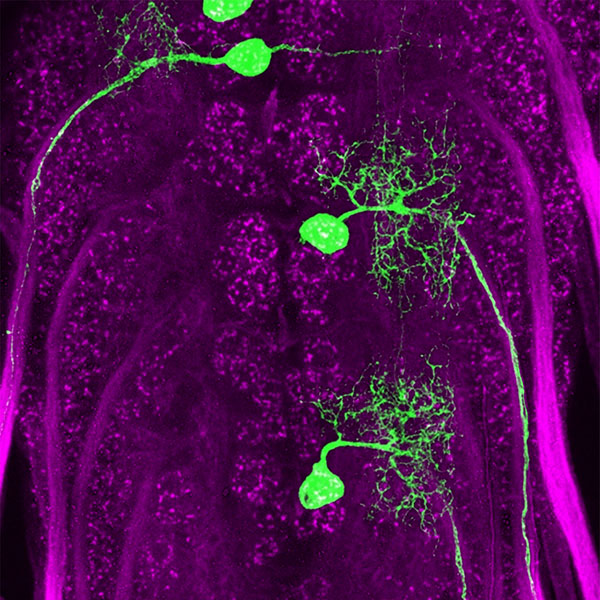 Larval ventral nerve cord