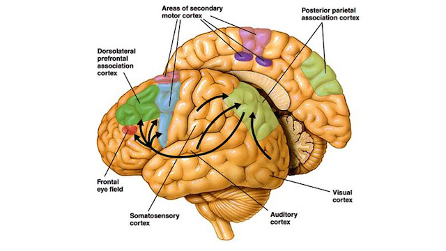 Brain anatomy diagram