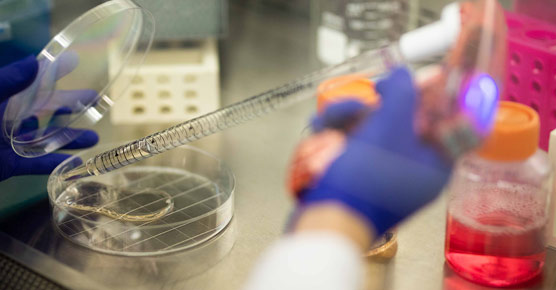 long pipette with petri dish in lab
