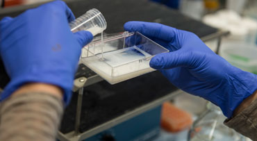 Blue gloves with dish in research lab