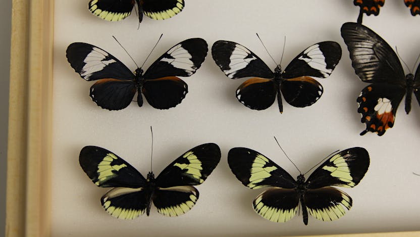 Heliconius cydno butterflies (Photo: Kat Carlton)