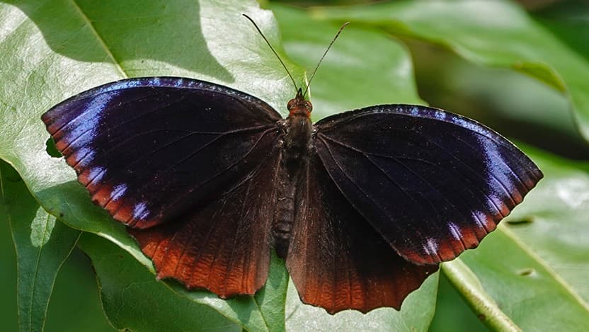 butterfly