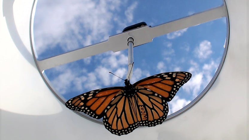 A monarch butterfly is tested in a flight chamber to determine its ability to orient south, which helps determine its ability to migrate in the winter. 