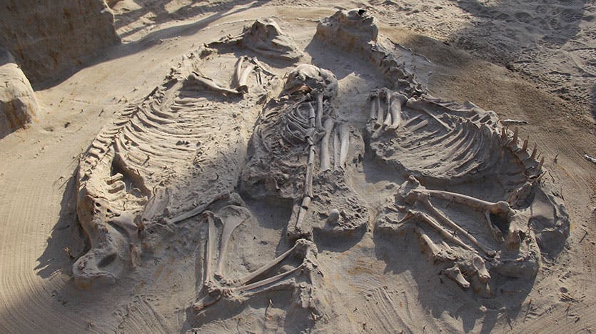 Skeletons at an excavation site in Chile