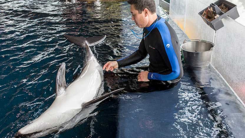 Dolphin microbiome testing
