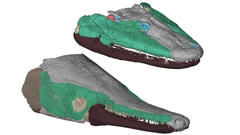 Gar