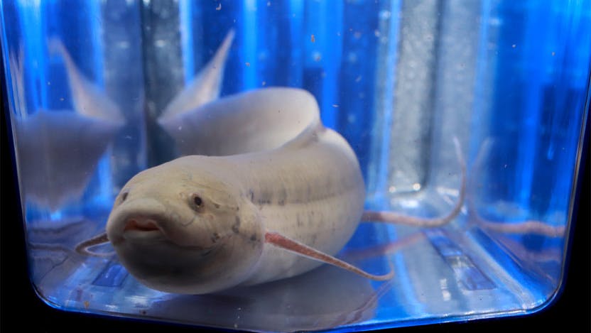 West African lungfish