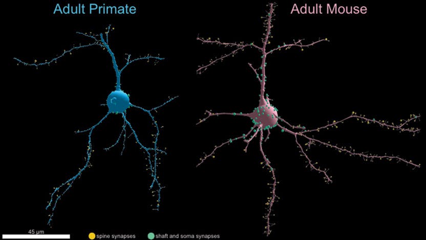 Primate and mouse neurons