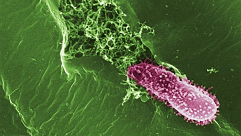 A Pseudomonas bacteria entering a plant leaf. Image courtesy of the Max Planck Institute for Developmental Biology