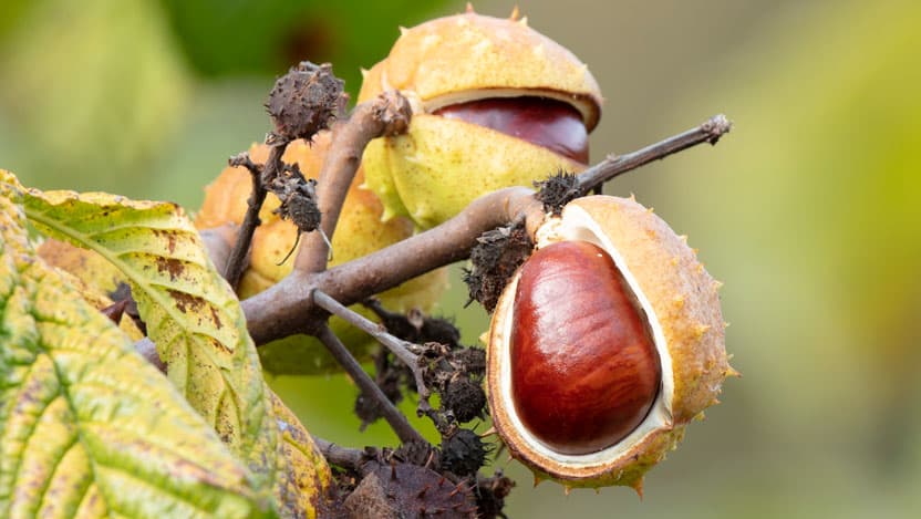 horse chestnut