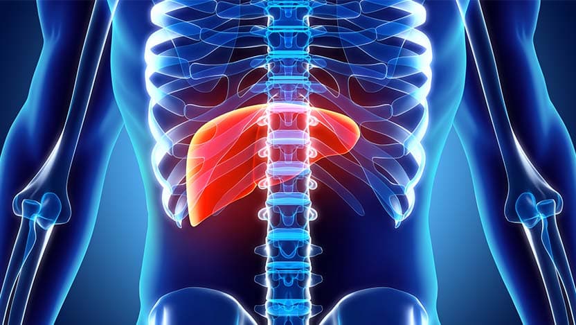 A liver and body illustration. Increased mitochondria and lipid turnover reduces risk for liver cancer