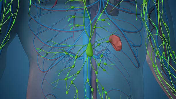 Lymphatic drainage in the abdomen