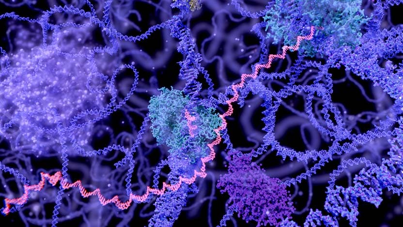 A view of a cell nucleus at a microscopic level.