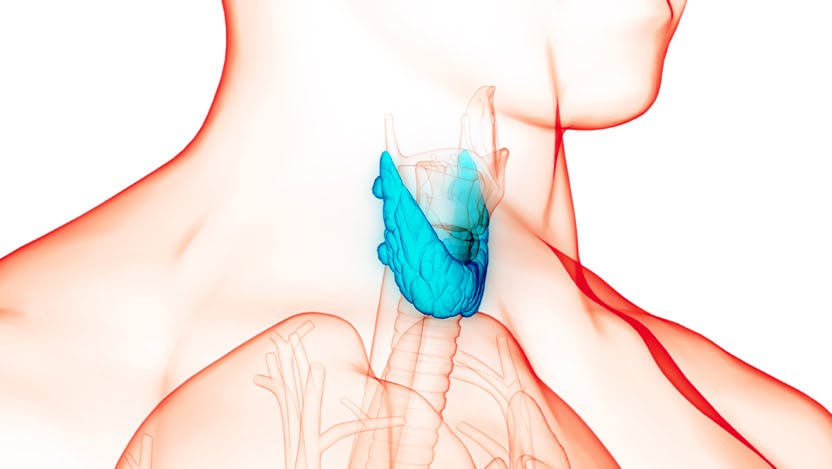 A 3D illustration of human thyroid gland anatomy.
