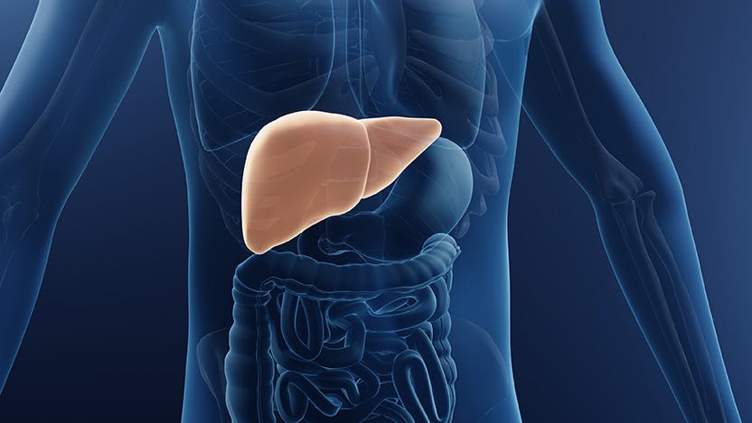 Graphic of a liver inside the body