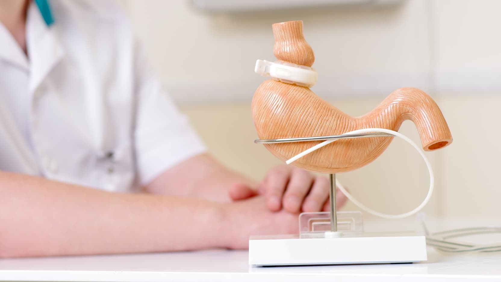 Lap-Band placed on a replica stomach