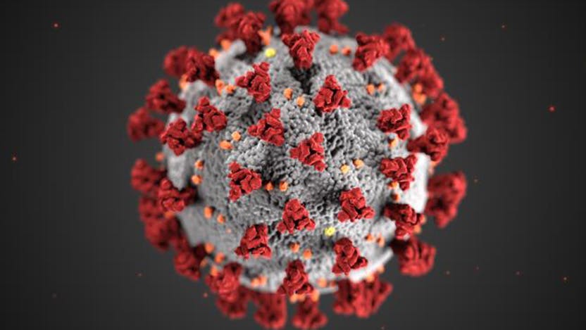 An illustration of the coronavirus provided by the CDC