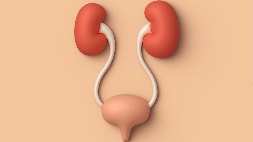 Illustration of kidneys and bladder