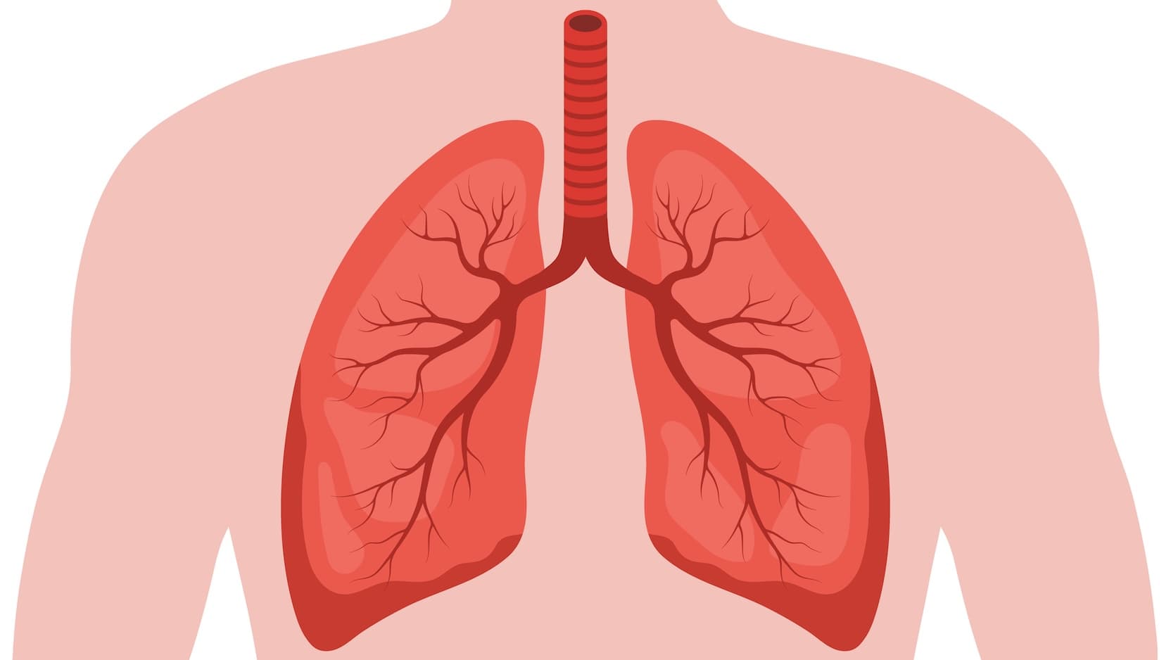 lung illustration