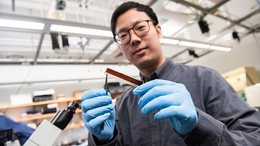 Pengju Li holds a prototype pacemaker in forceps and gloved hands. The membrane is reddish-brown and about the length and width of Li's finger.