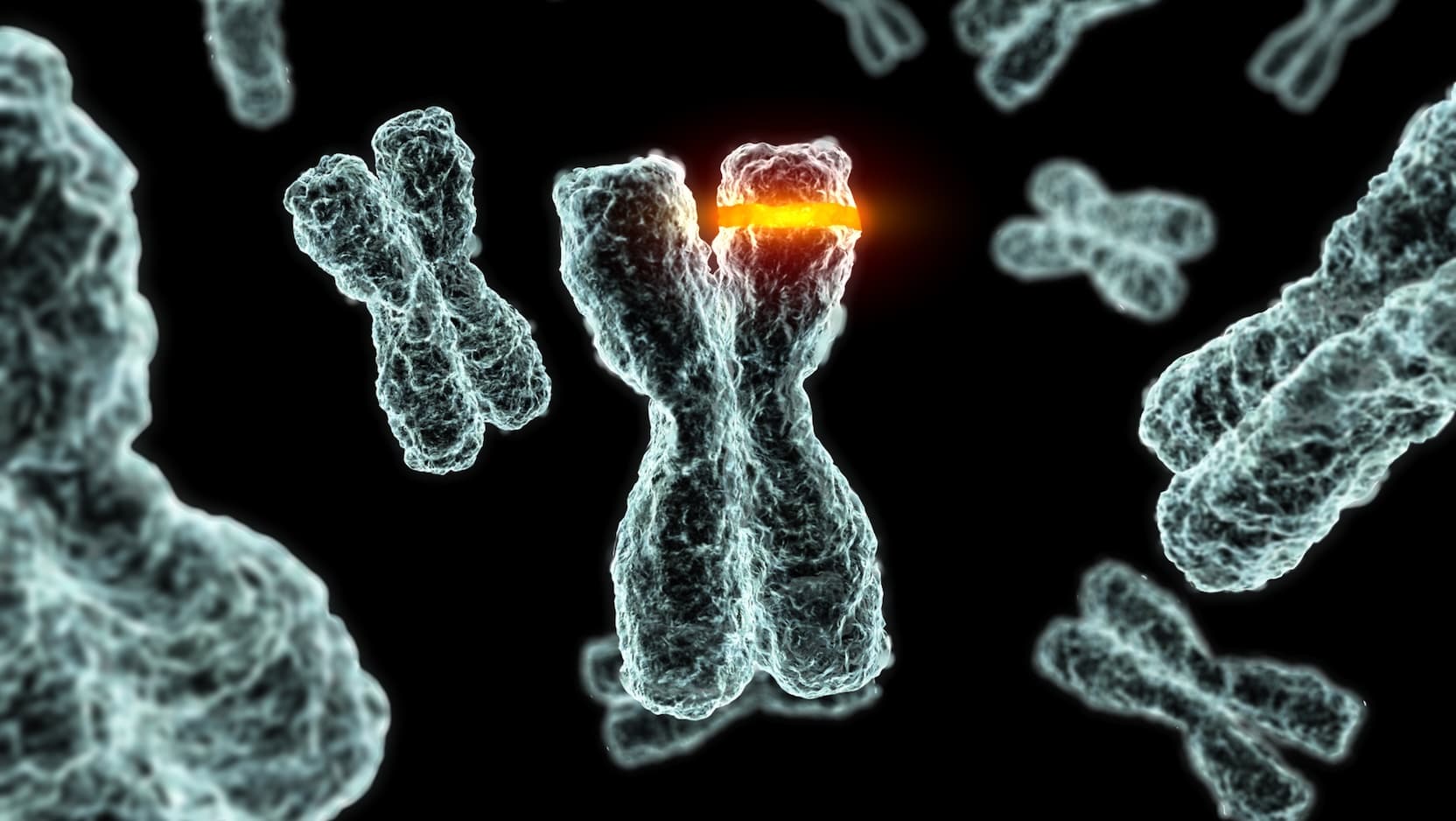 Illustration of chromosomal mutation