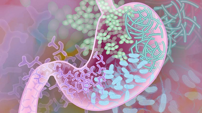 Gut microbiome illustration from the NIH