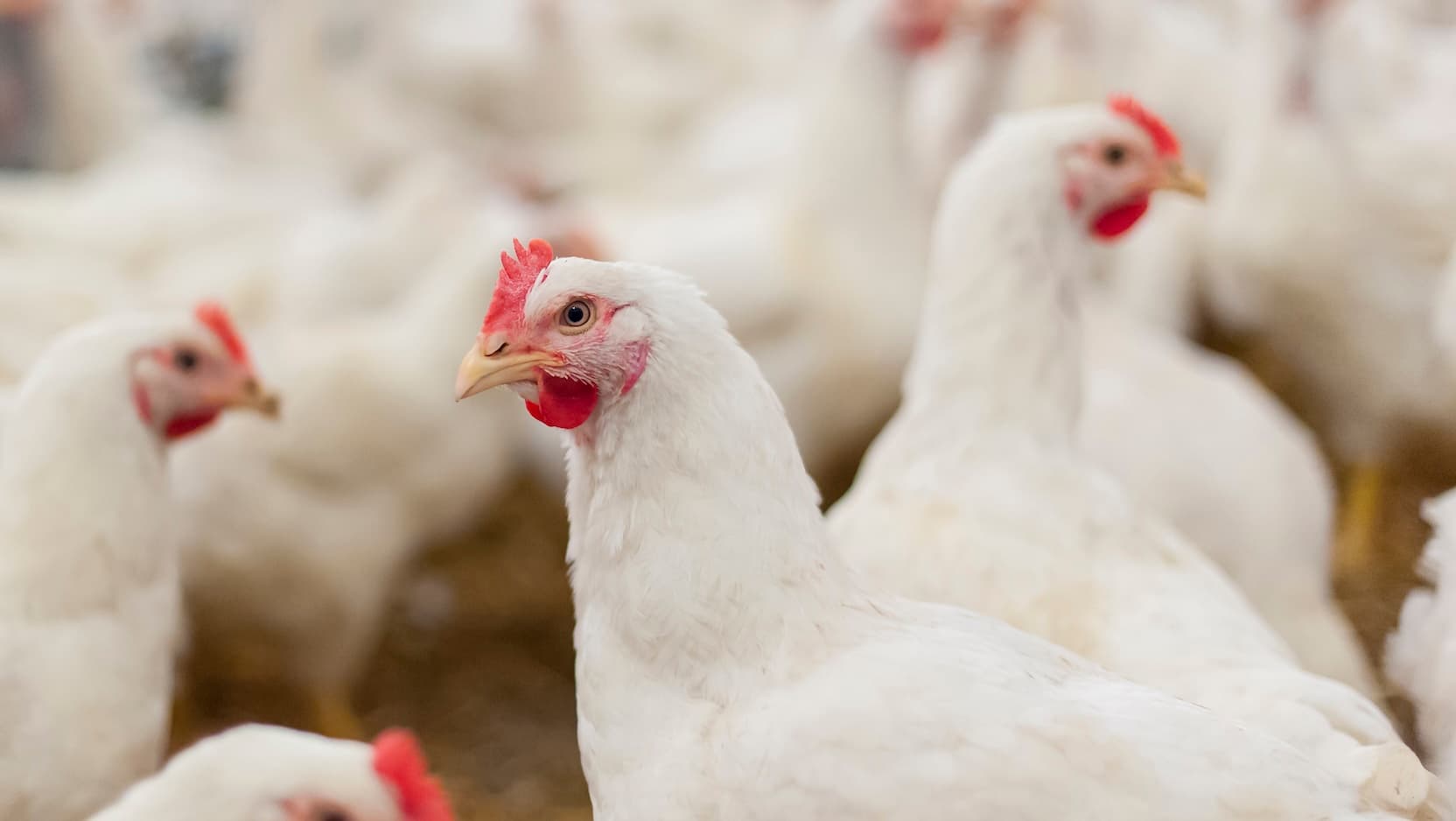 Chickens