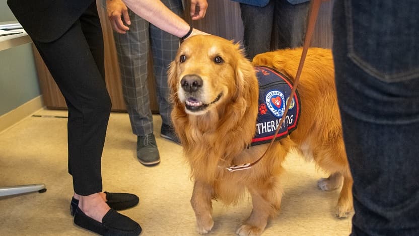 A golden retriever wearing a vest that says "therapy dog" is surrounded by many people