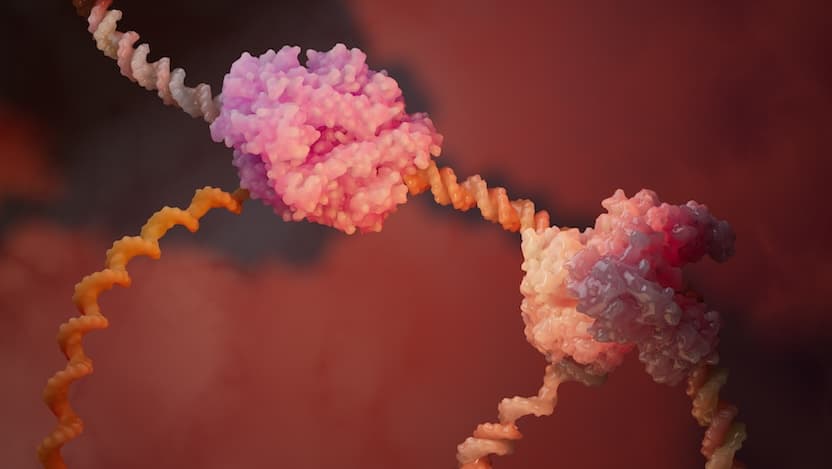 Illustration of a collision between DNA replication and transcription