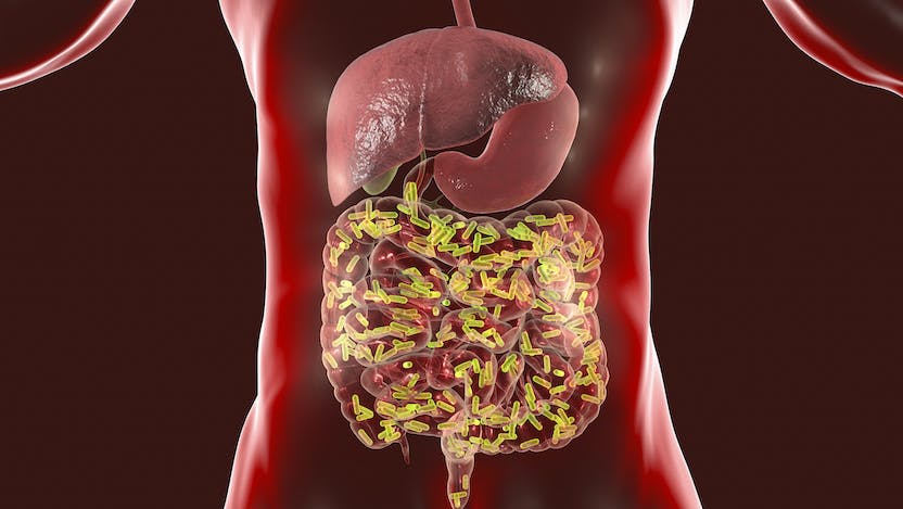 intestinal microbiome image