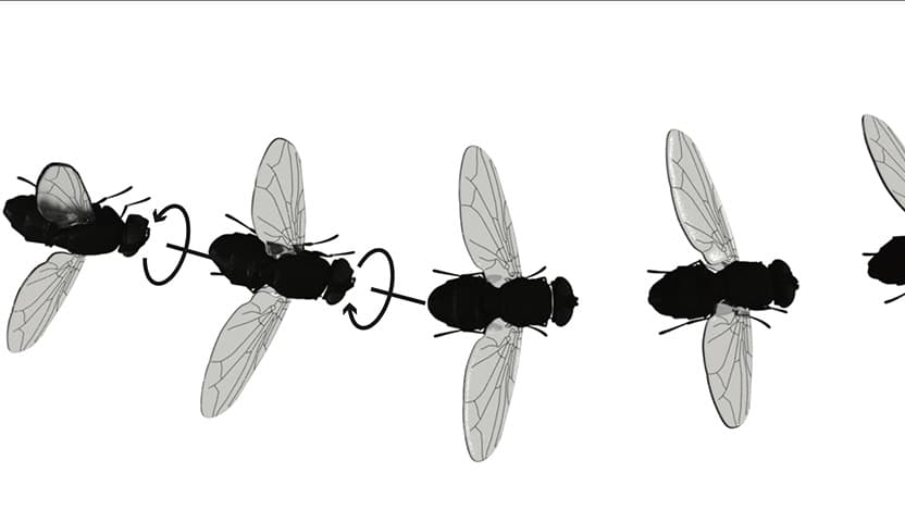 fly illustration